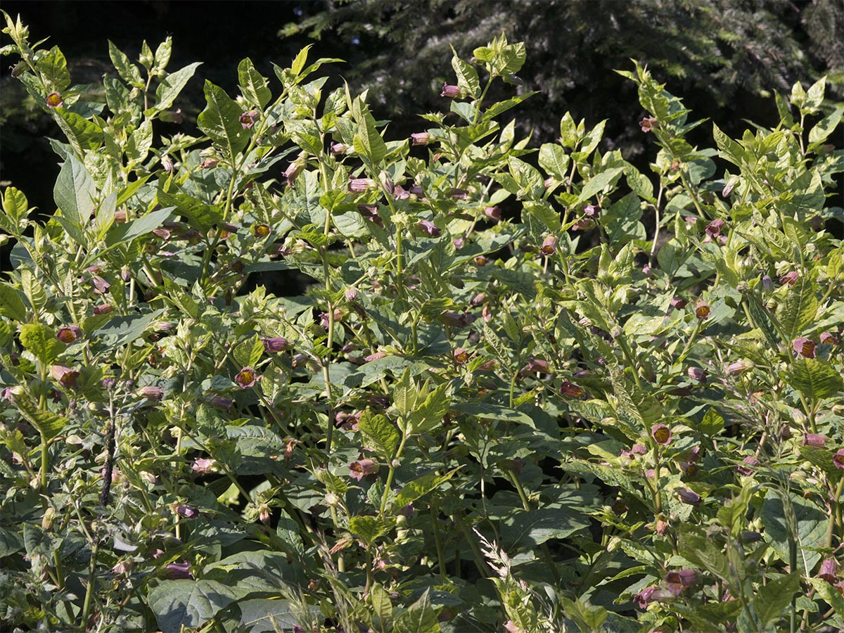 Atropa bella-donna